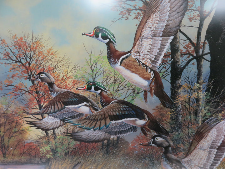 Harold Roe Duck Print