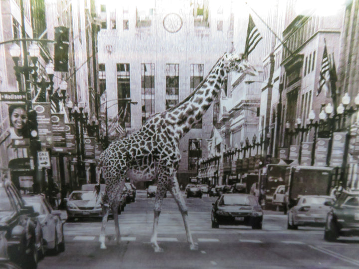 "Entrenched - Giraffe" Photo
