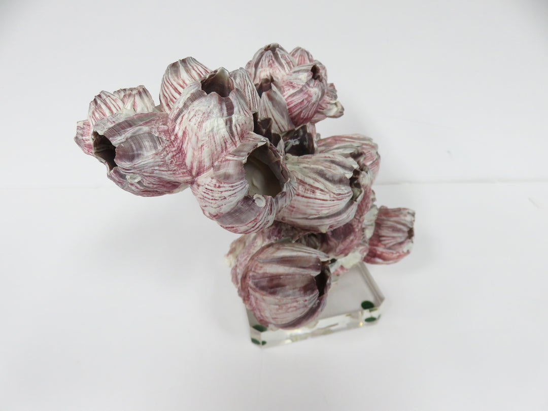 Faux Coral on Acrylic base