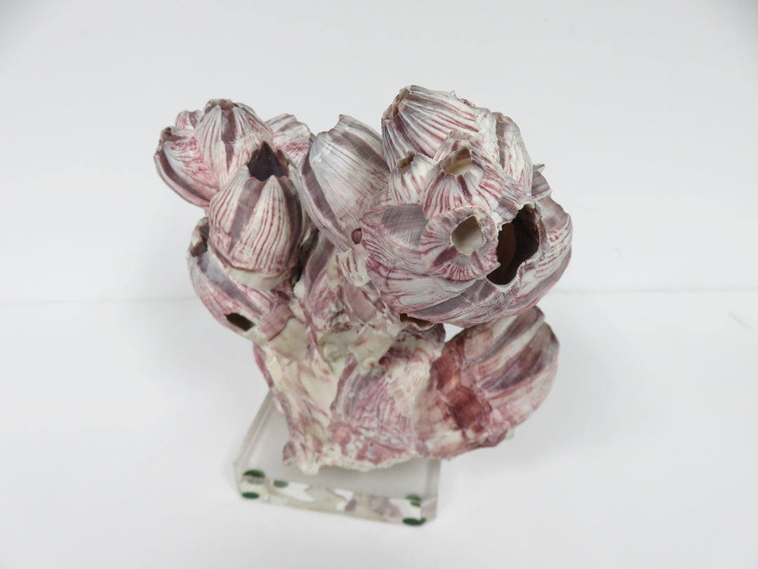 Faux Coral on Acrylic base