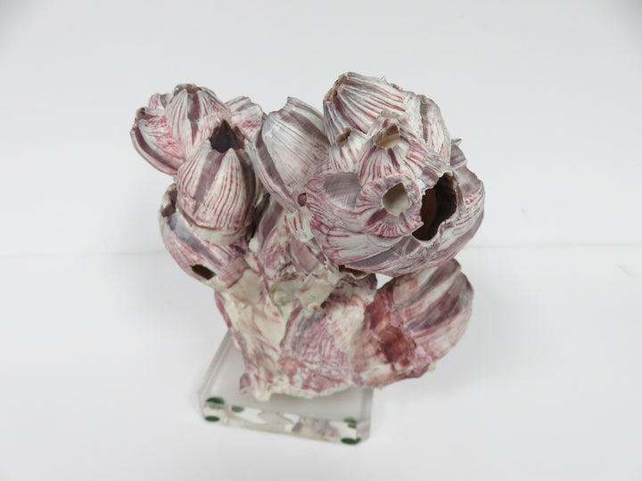Faux Coral on Acrylic base