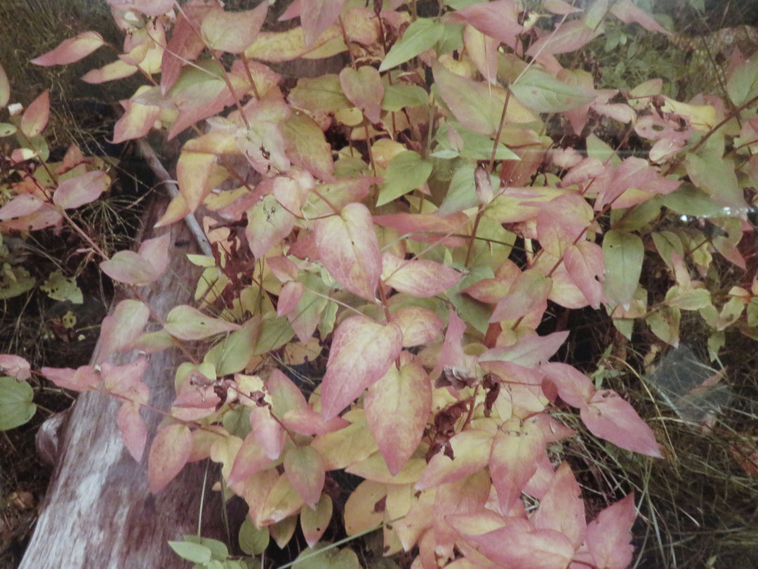 Leaves and Branches Photograph