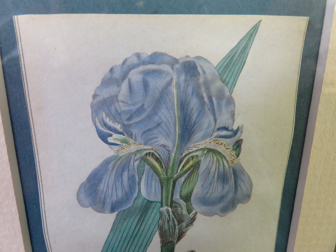 Iris Engraving