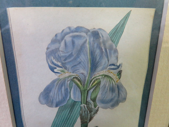 Iris Engraving