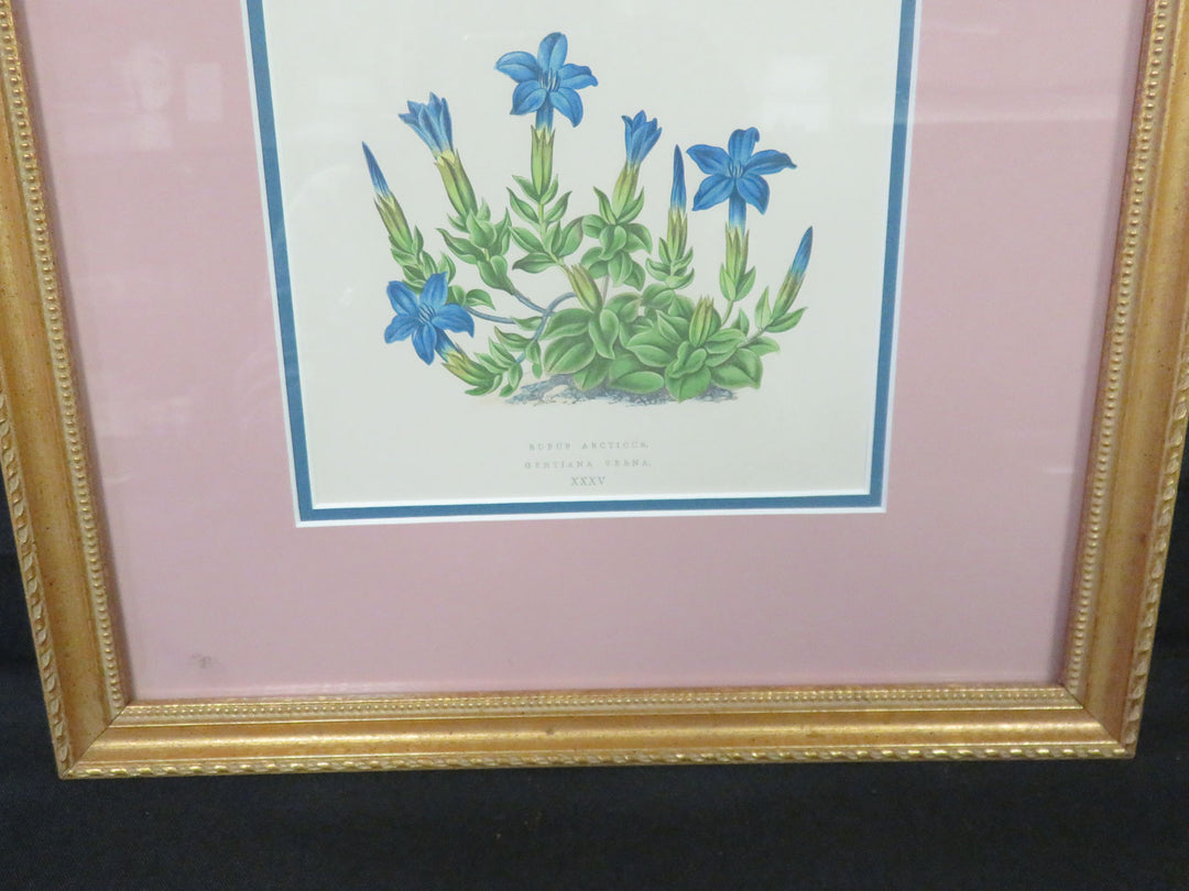 Antique Print from Harrods