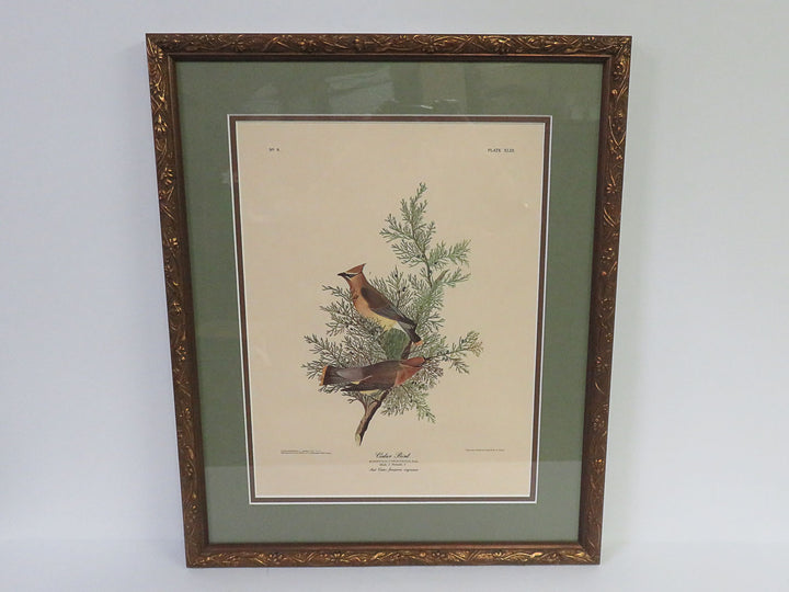 Audubon Reproduction Print