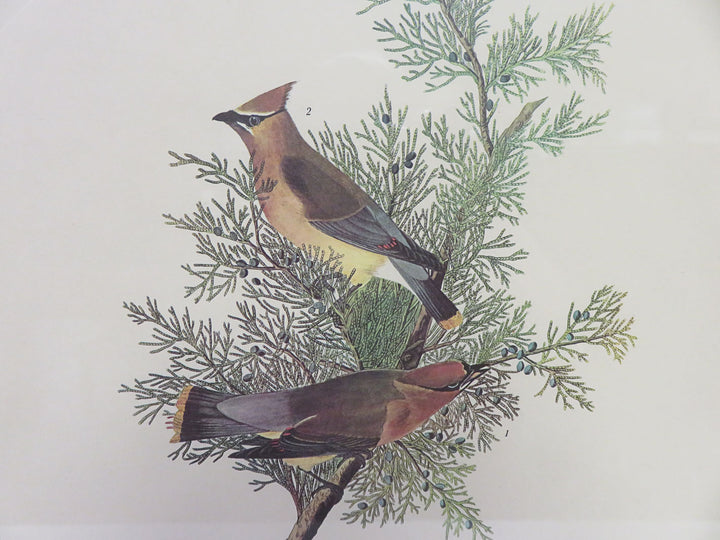 Audubon Reproduction Print