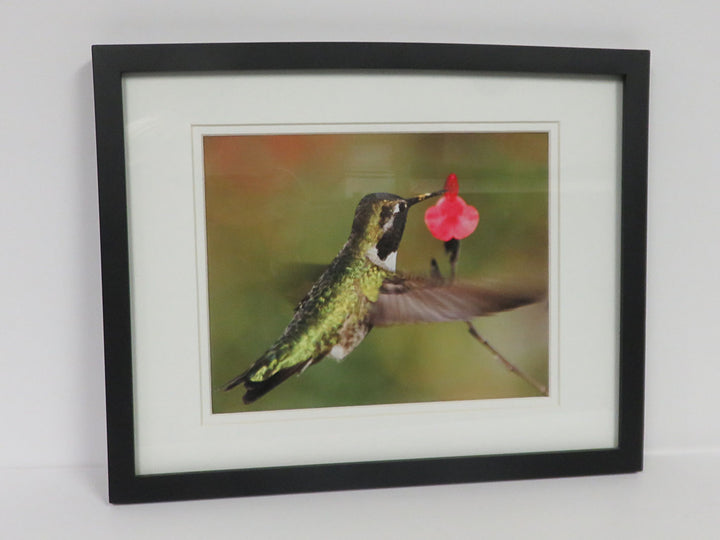 Josh Merrill Hummingbird Photograph