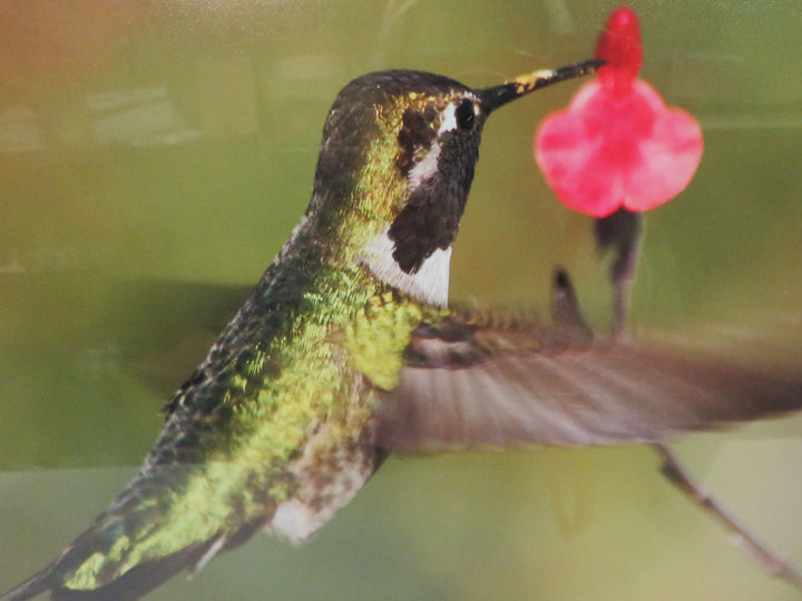 Josh Merrill Hummingbird Photograph