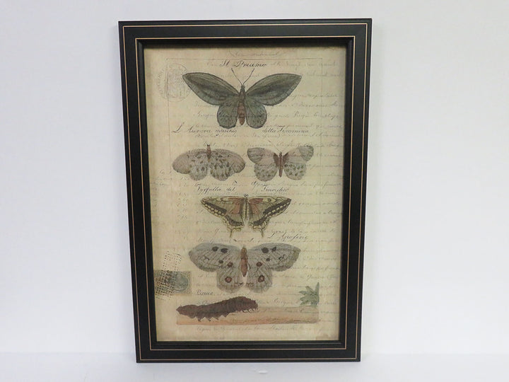 Moth Print