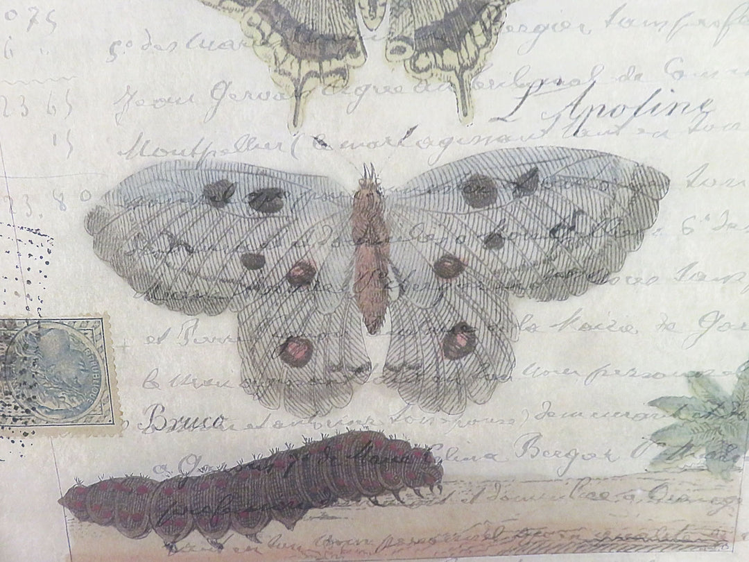 Moth Print