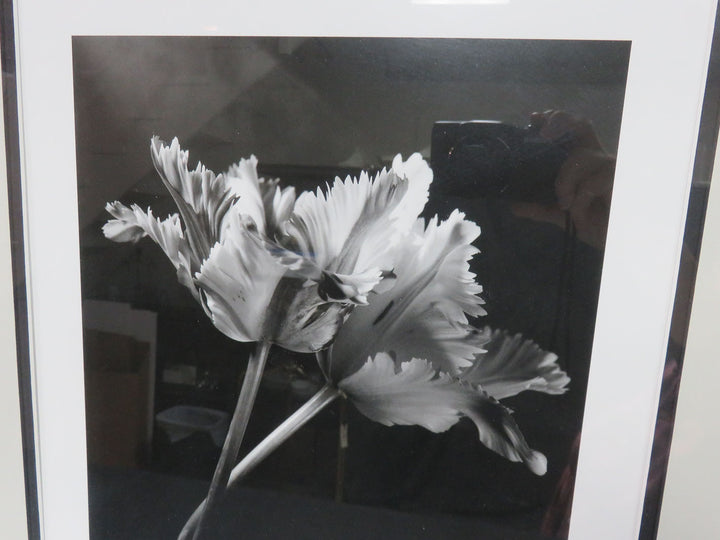 Parrot Tulip Photographic Print