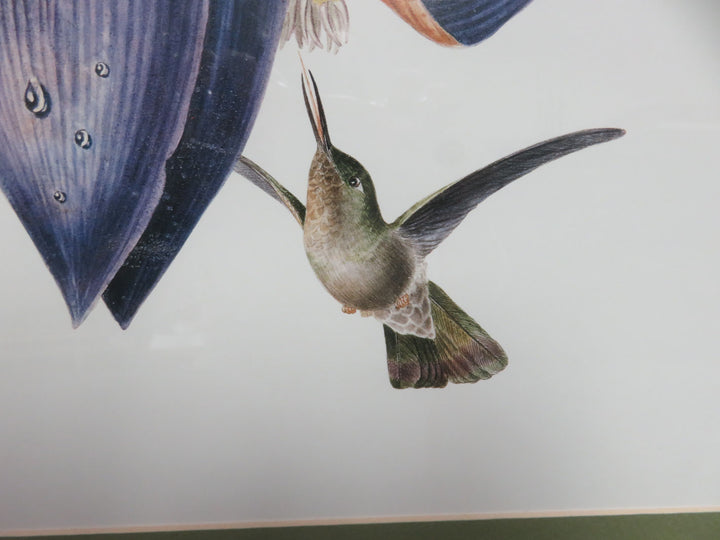 Hummingbird Print