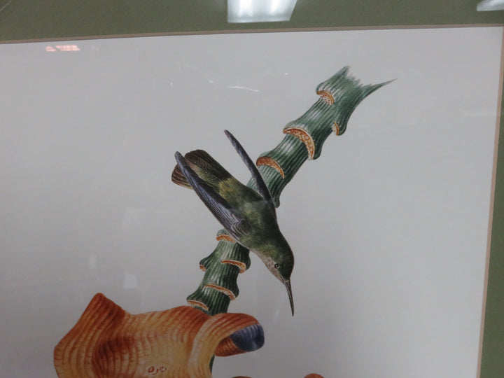 Hummingbird Print