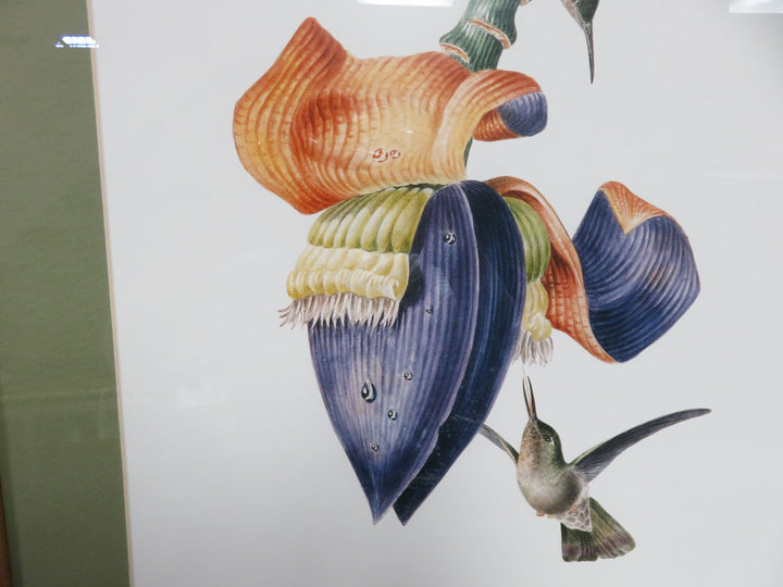 Hummingbird Print