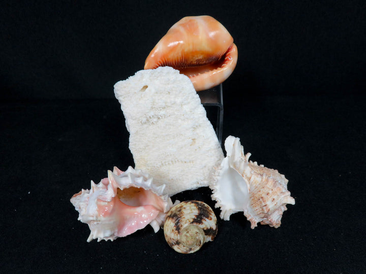 Sea Shell Collection