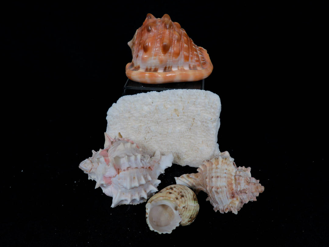 Sea Shell Collection