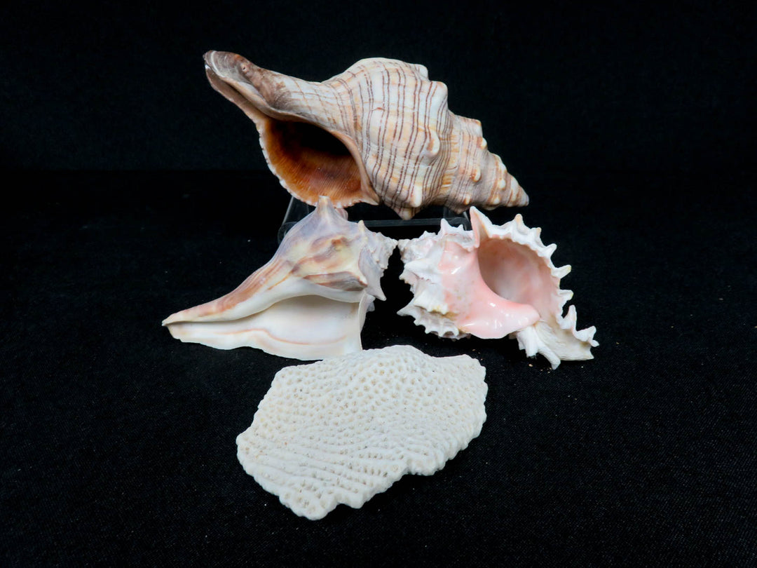 Shell Set