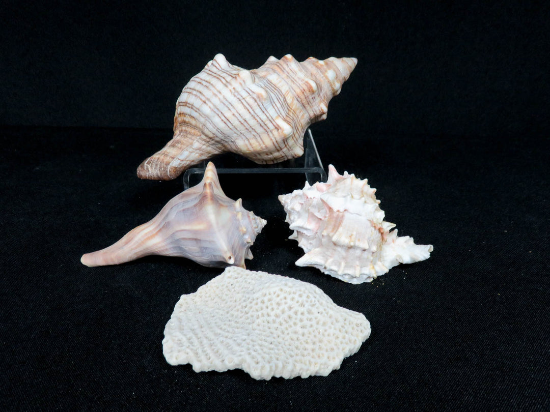 Shell Set