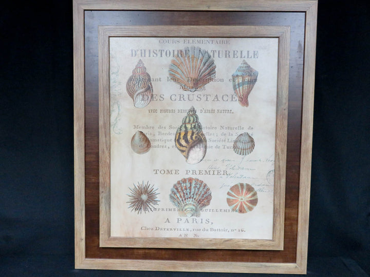 Shell Collection Print