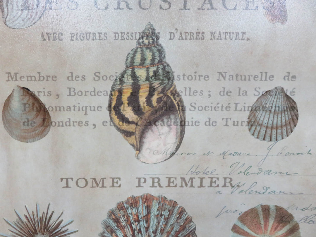 Shell Collection Print