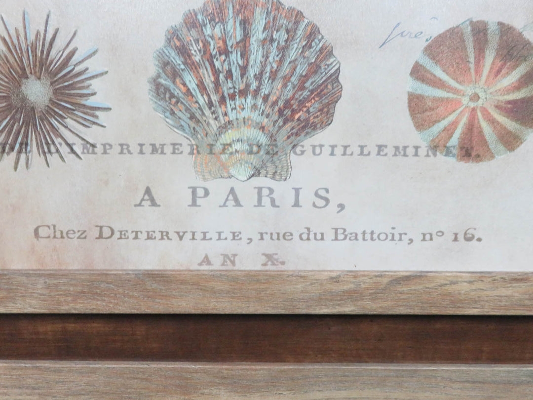 Shell Collection Print