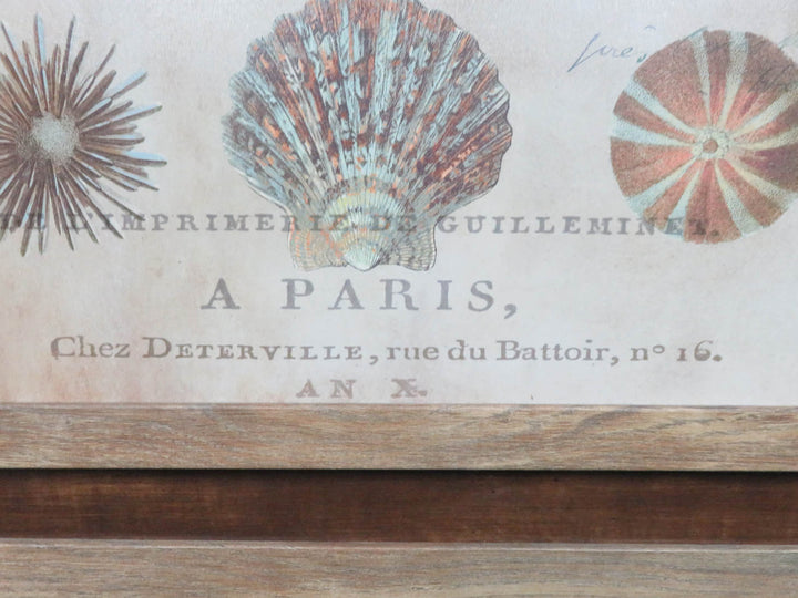 Shell Collection Print