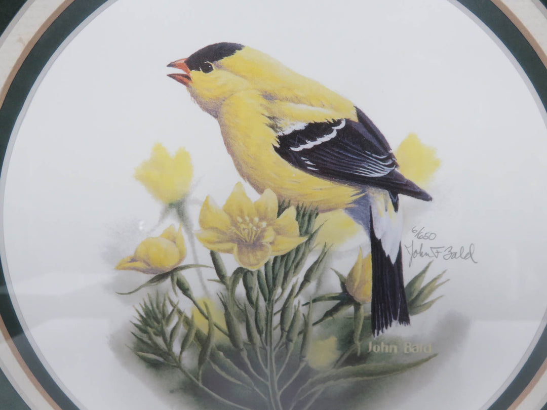 John Bald Goldfinch Print