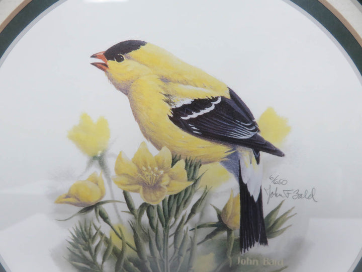John Bald Goldfinch Print