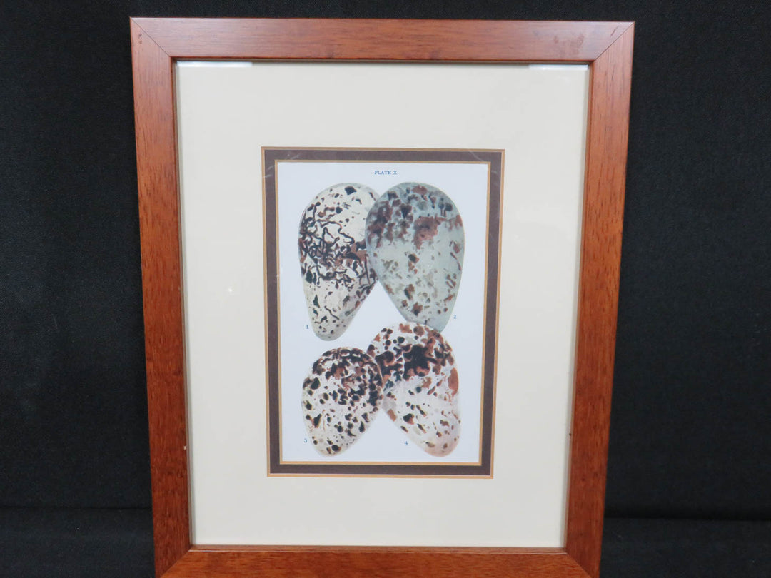 Antique Egg Lithograph