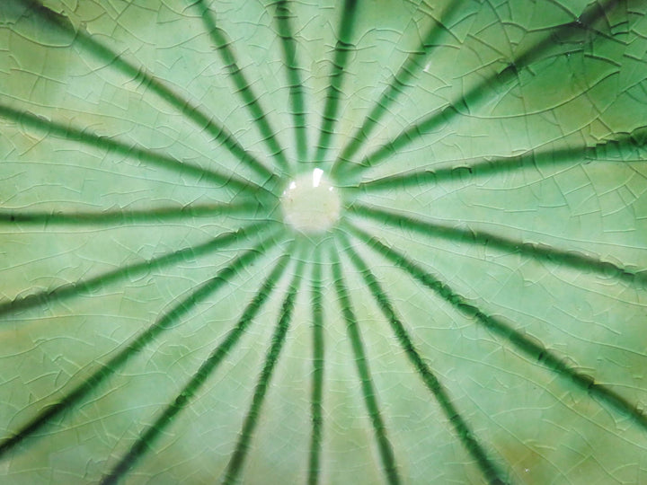 Arhaus Lily Pad Platter