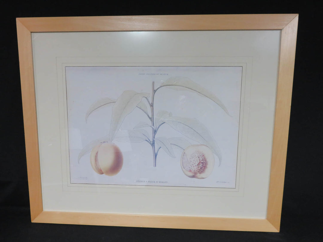 Crate & Barrel Botanical Print