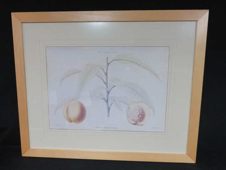 Crate & Barrel Botanical Print
