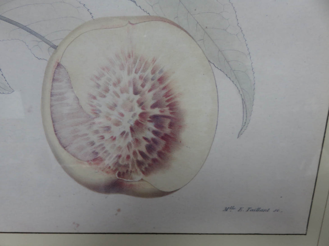 Crate & Barrel Botanical Print