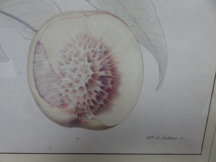 Crate & Barrel Botanical Print