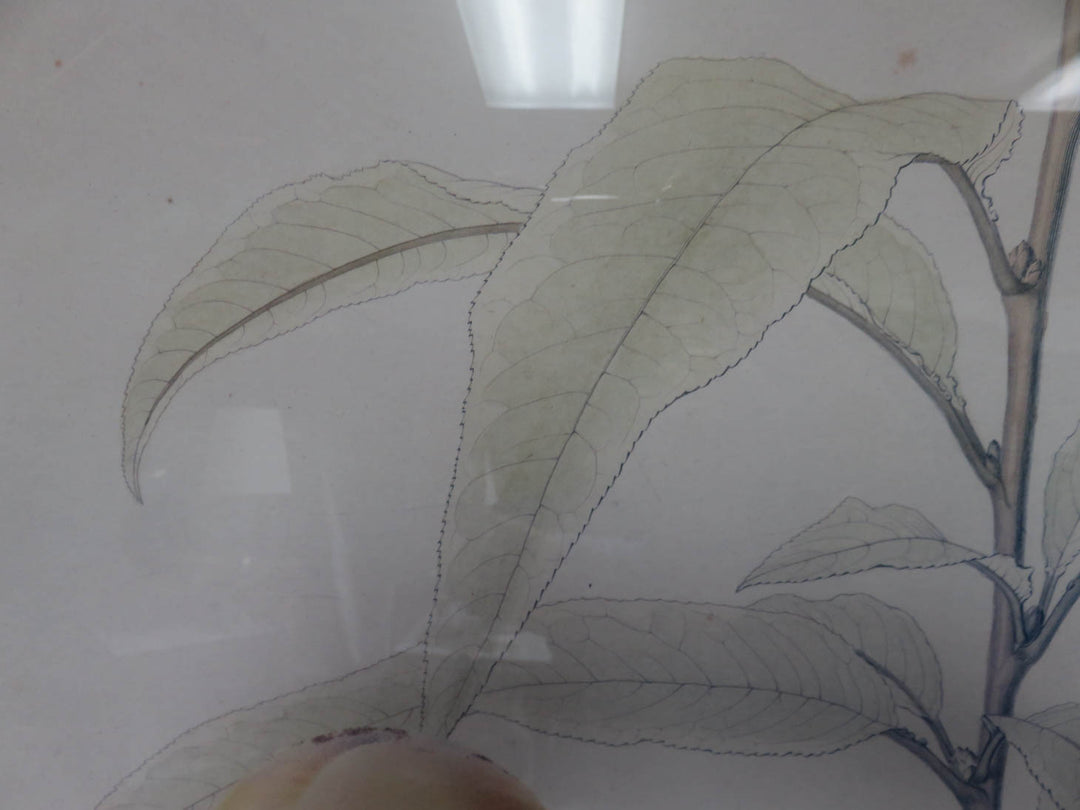 Crate & Barrel Botanical Print