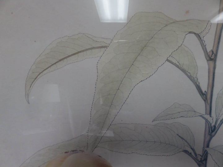 Crate & Barrel Botanical Print