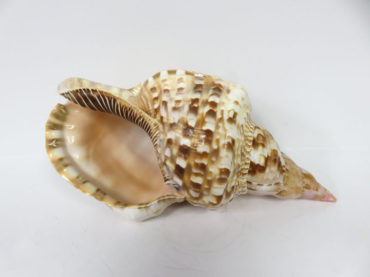 Tritonis Shell