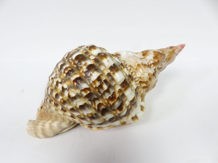 Tritonis Shell