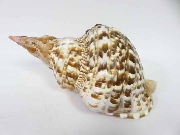 Tritonis Shell