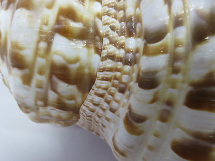 Tritonis Shell