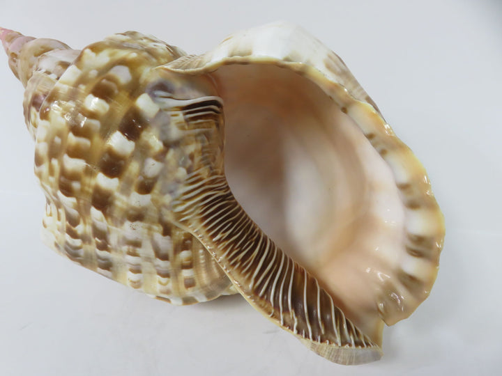 Tritonis Shell