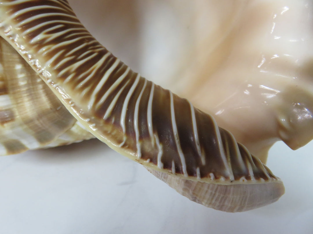 Tritonis Shell
