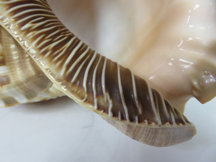 Tritonis Shell