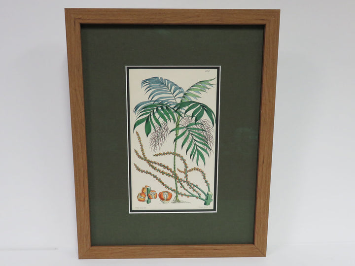 Hand Painted Botanical Lithograph