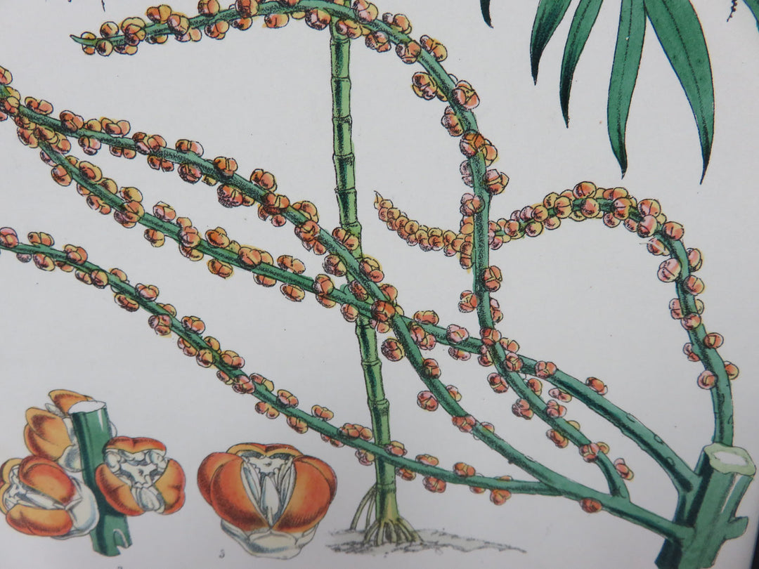 Hand Painted Botanical Lithograph