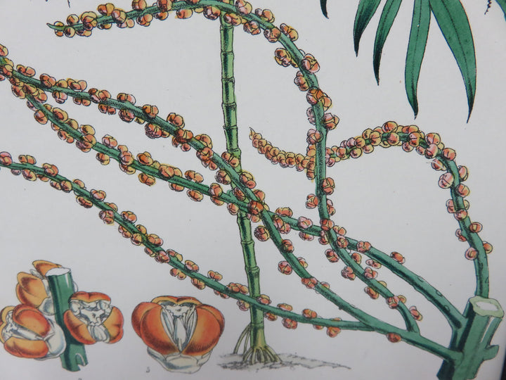 Hand Painted Botanical Lithograph