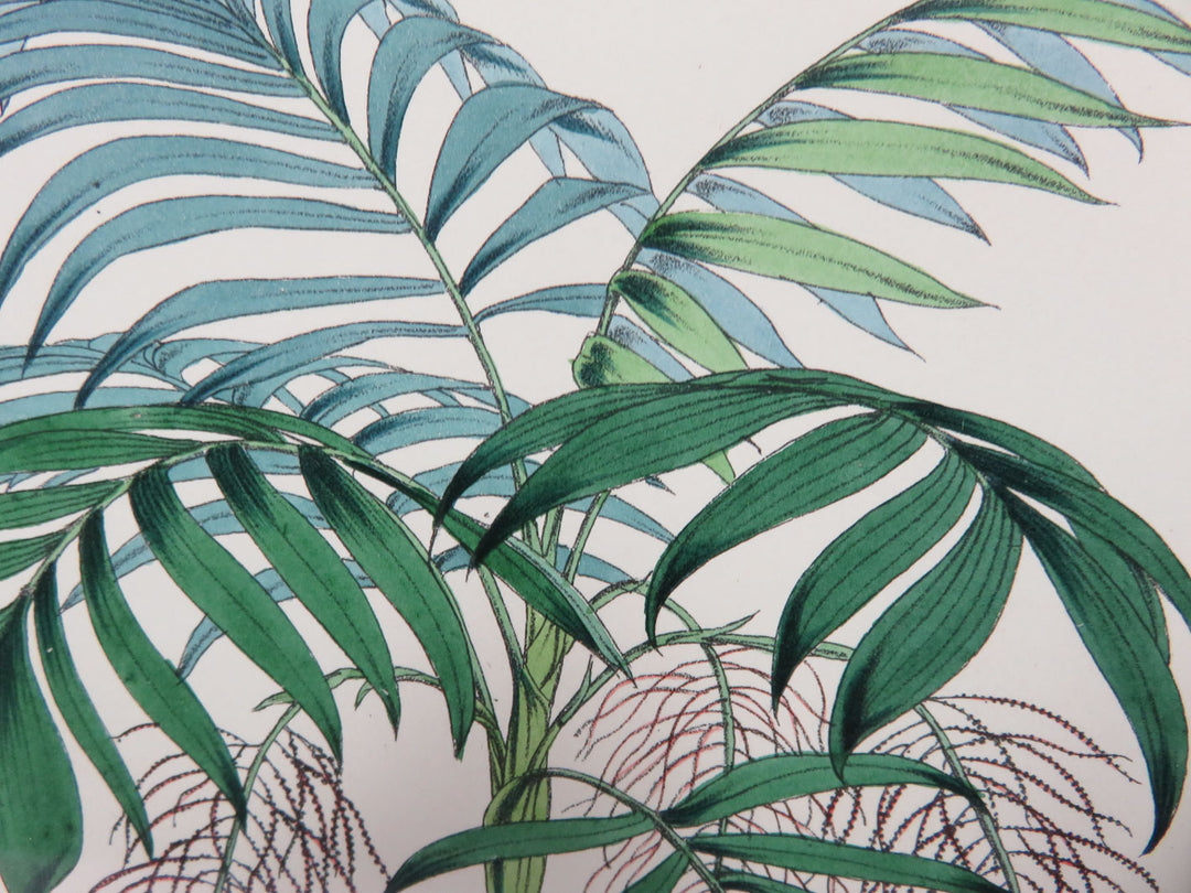 Hand Painted Botanical Lithograph