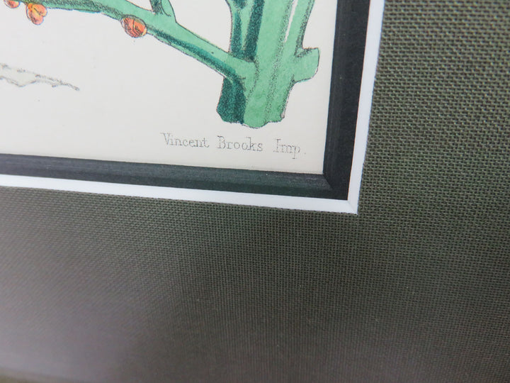 Hand Painted Botanical Lithograph