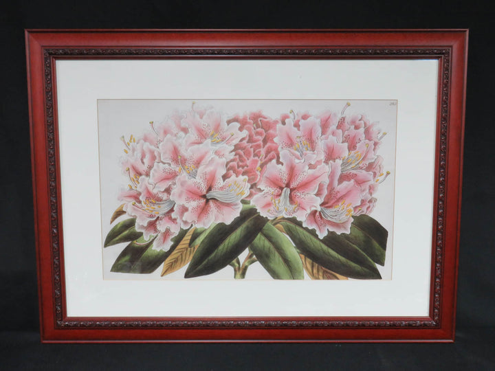 Rhododendron Flowers Print